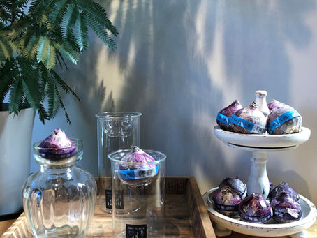 11月グリーンショップ入荷情報