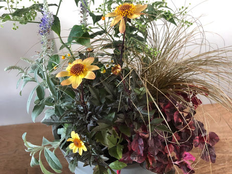 10/25季節の植物で寄せ植え体験教室