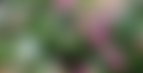 真珠の木　ペルネッチア