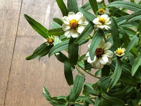 9月グリーンショップ入荷情報