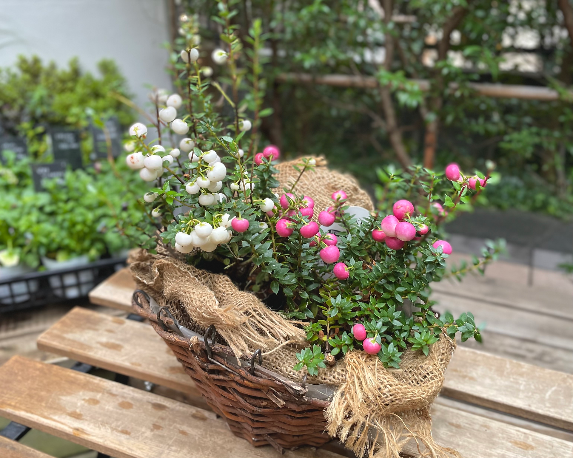 白色とピンク色のペルネッチアの寄せ植え