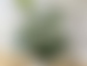 6月 グリーンギャラリー入荷情報