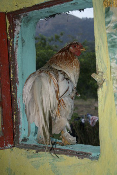 my chicken.jpg