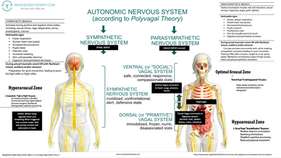 Polyvagal Theory and the ANS