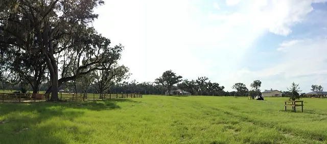 Lazy J Quarter Horses Horse Boarding Ocala Fl