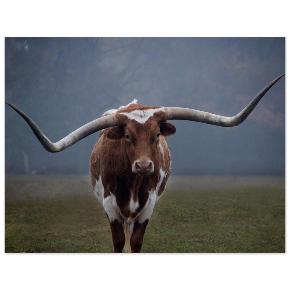 Thumbnail: Texas Longhorn Wall art