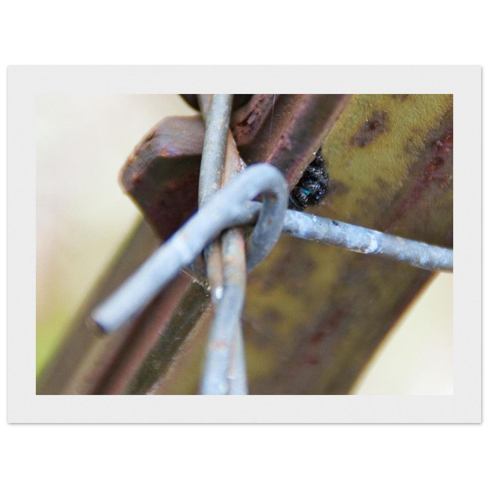 Small Spider Wall art