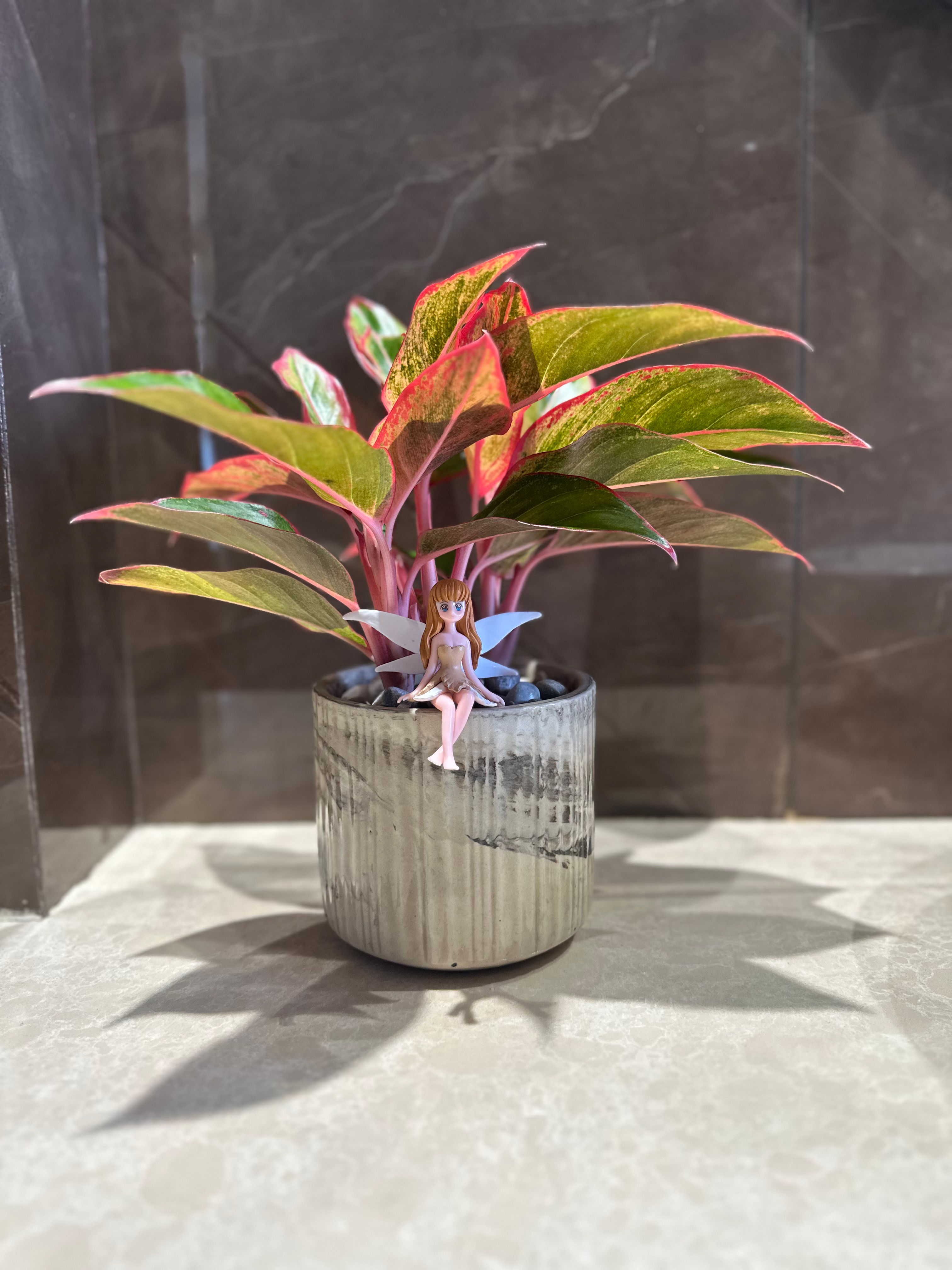 Fairy Bloom Aglaonema Planter