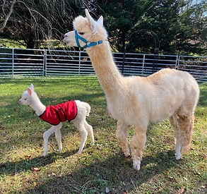 Mama Alpaca with her Baby Alpaca, alpacas in corral, cria, baby alpaca wearing coat, cria wearing coat, young cria late fall, mama alpaca