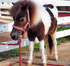 petite mini horse.jpg