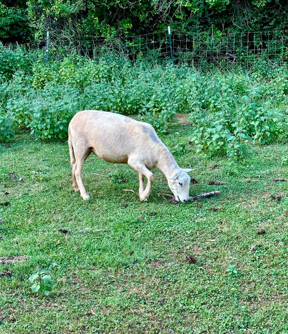 Hair Sheep Gently Grazing the Pasture