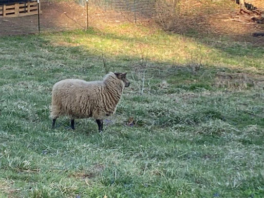 Hey Ewe!