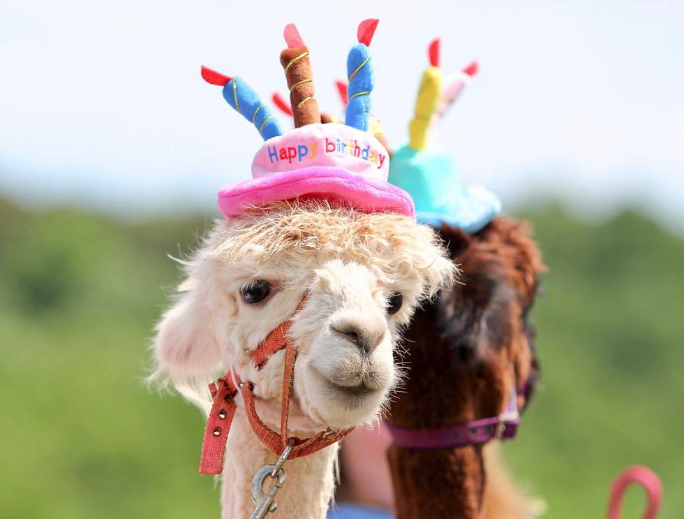 Yes - Haystack Homestead's Alpacas DO Wear Party Hats!