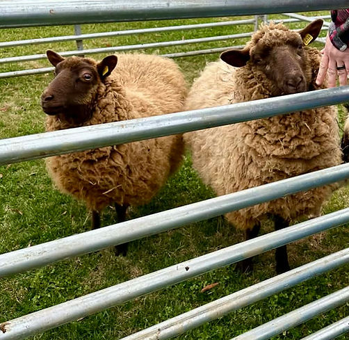 mobile-farm-sheep.jpg