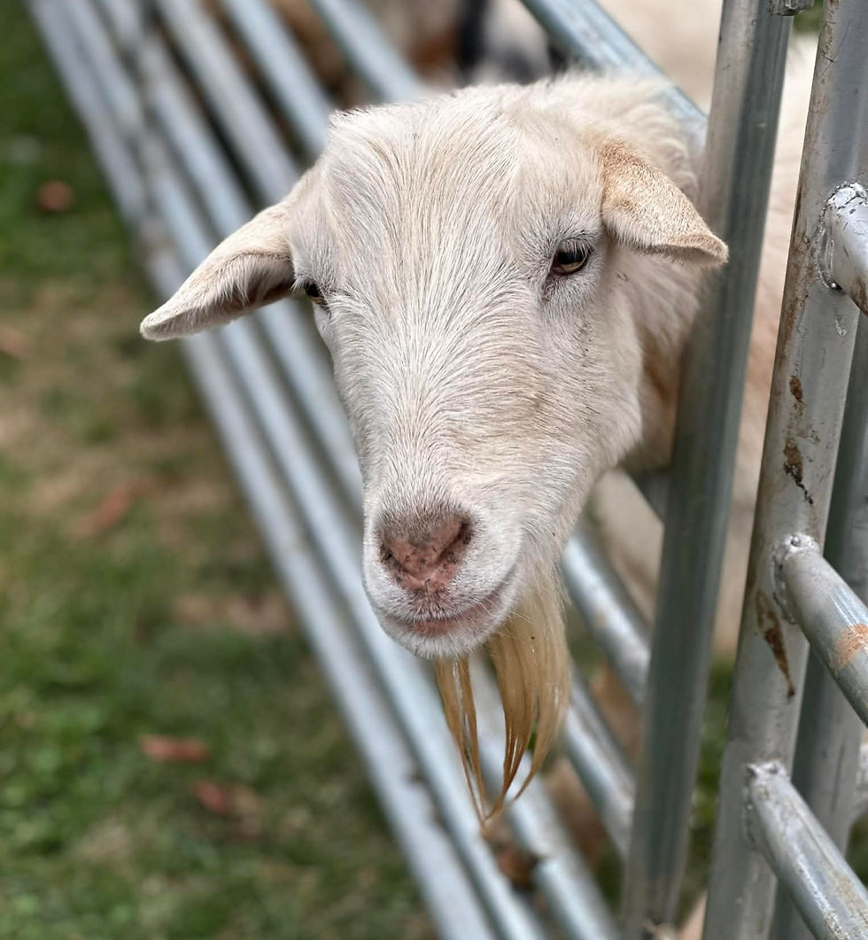 Goats: full of personality!