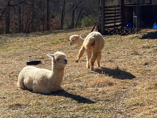 Alpaca with the 'zoomies'