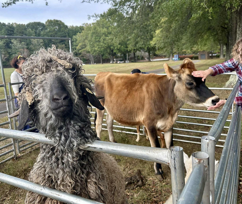 We and all of our pasture residents are very grateful for the pumpkin feast!