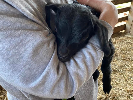 Newborn Angora Goat Kid