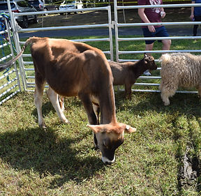 Cow and goats from mobile farm petting zoo event entertainment