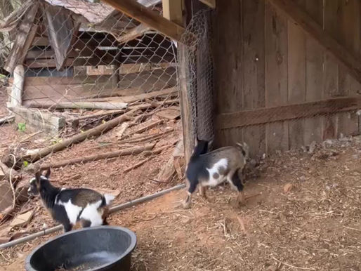 Newest Additions: Nigerian Dwarf Goat Babies
