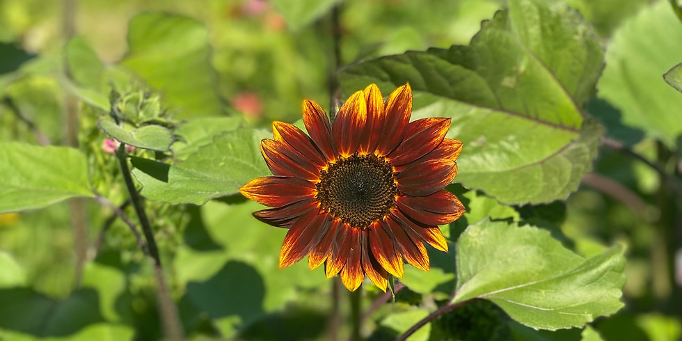 Upick Blueberries & Sunflowers
