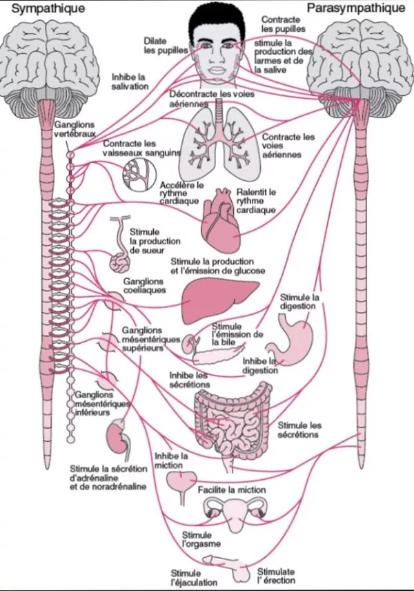 SNA-600x856.webp