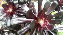 Aeonium