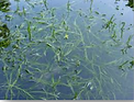 Plantes aquatiques