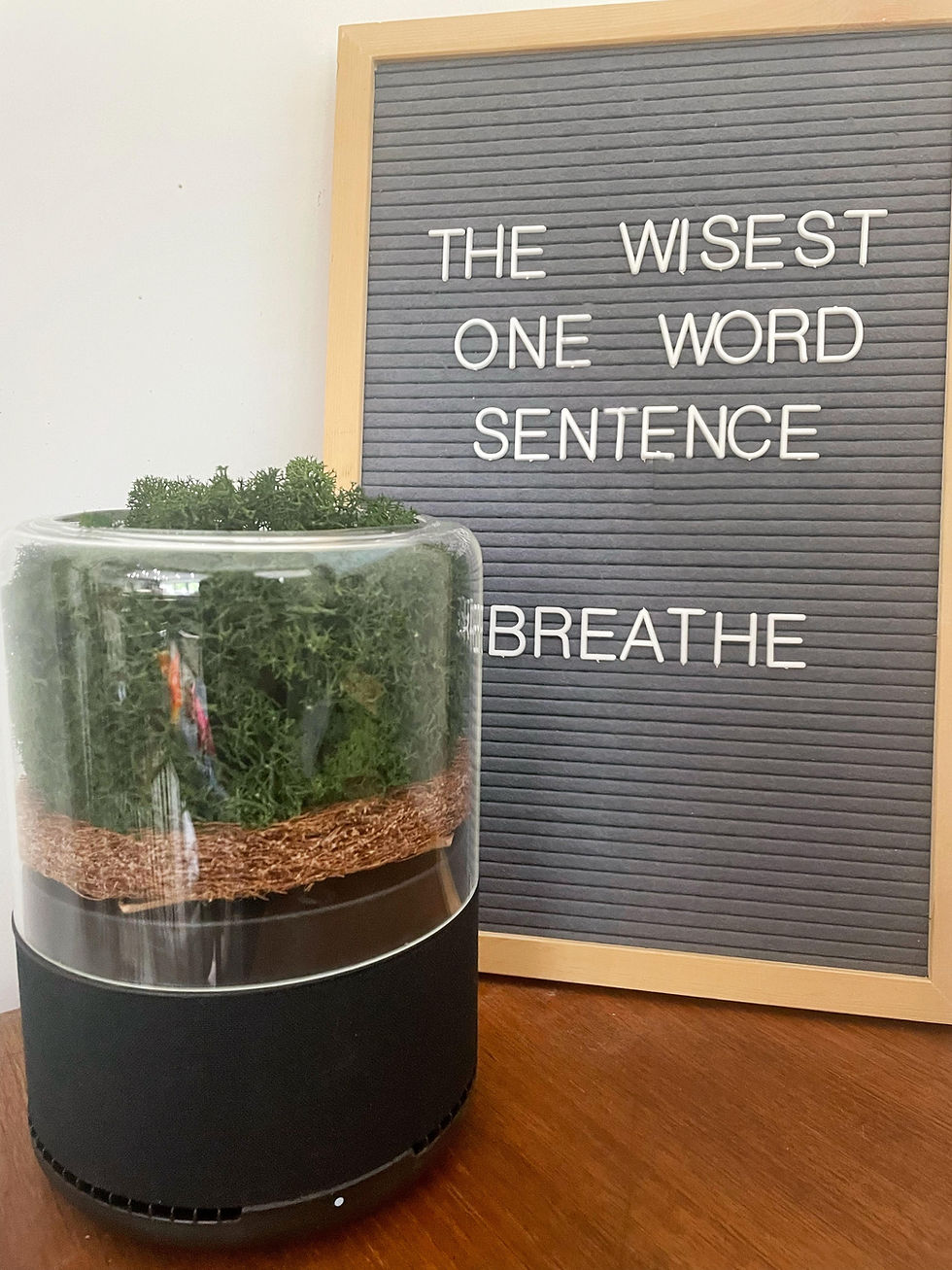 A plant in front of board reading The Wisest One Word Sentence Breathe