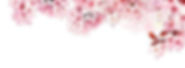 cherry blossom