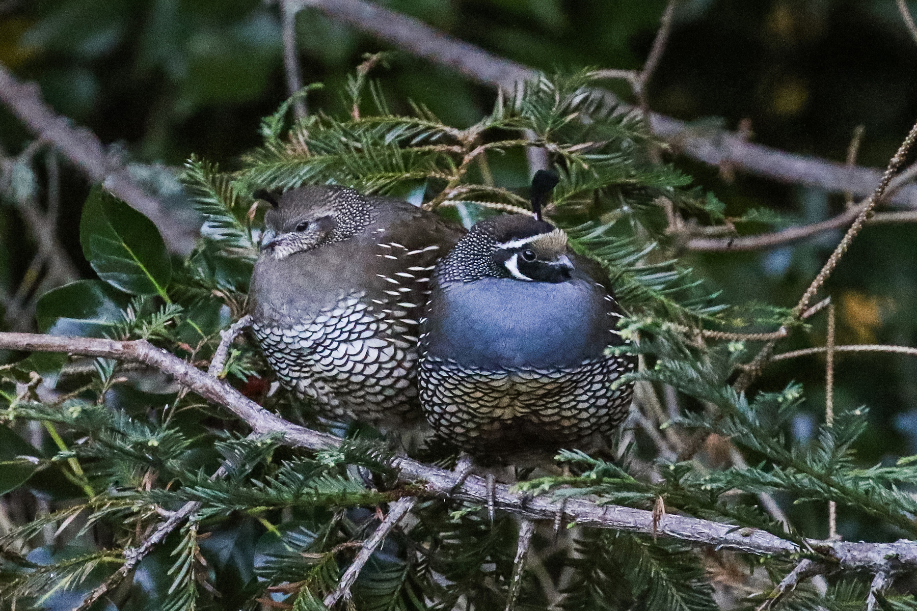 Quail