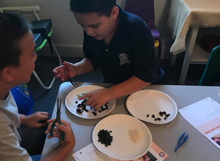 Lab on Different Types of Bird Beaks