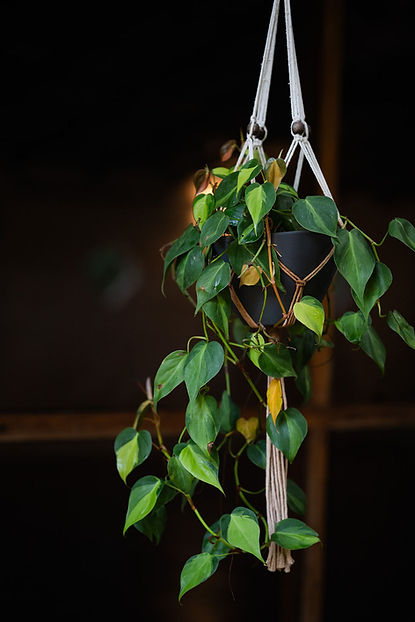 Hanging Plants.jpg