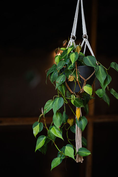 Hanging Plants.jpg