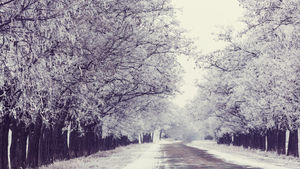 Managing Difficult Emotions During the Holidays