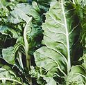 Swiss Chard_edited.jpg