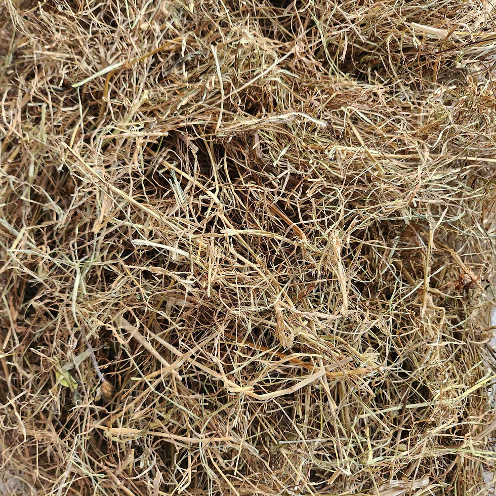 rabbit_hay