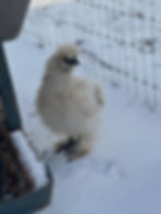 IMG_1013.jpeg