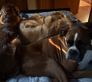 Three happy dogs relaxing together during in-home pet sitting in Mays Landing