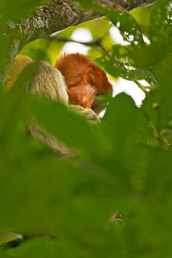 Sleepy Proboscis Monkey