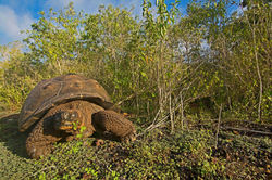 Isabela Island Giant Tortoise Feasting