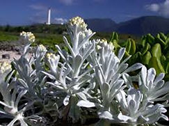 native plant.jpg