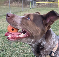dog holding a ball