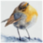 Robin1.jpg