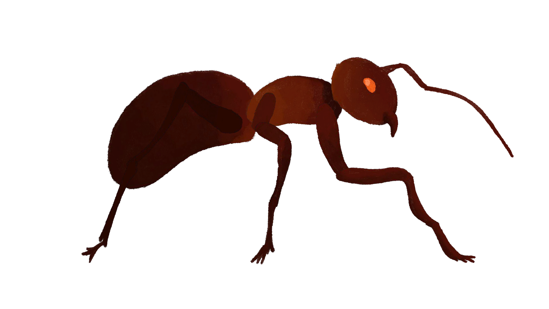 Fourmi-V3.gif