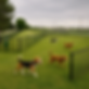 parc canin.gpt..jpg
