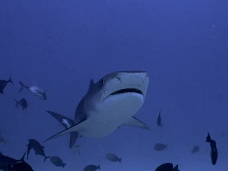 What to Do If You Want to Dive in Hulhumale – Start with Shark Fanatics!