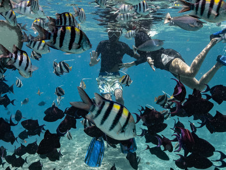 Snorkel with Stingrays & Unicorn Fish at North Male’s Fish Tank