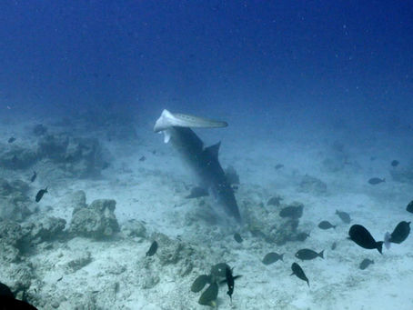 Sharks in the Maldives: Are They Safe to Swim With? Dive with Shark Fanatics