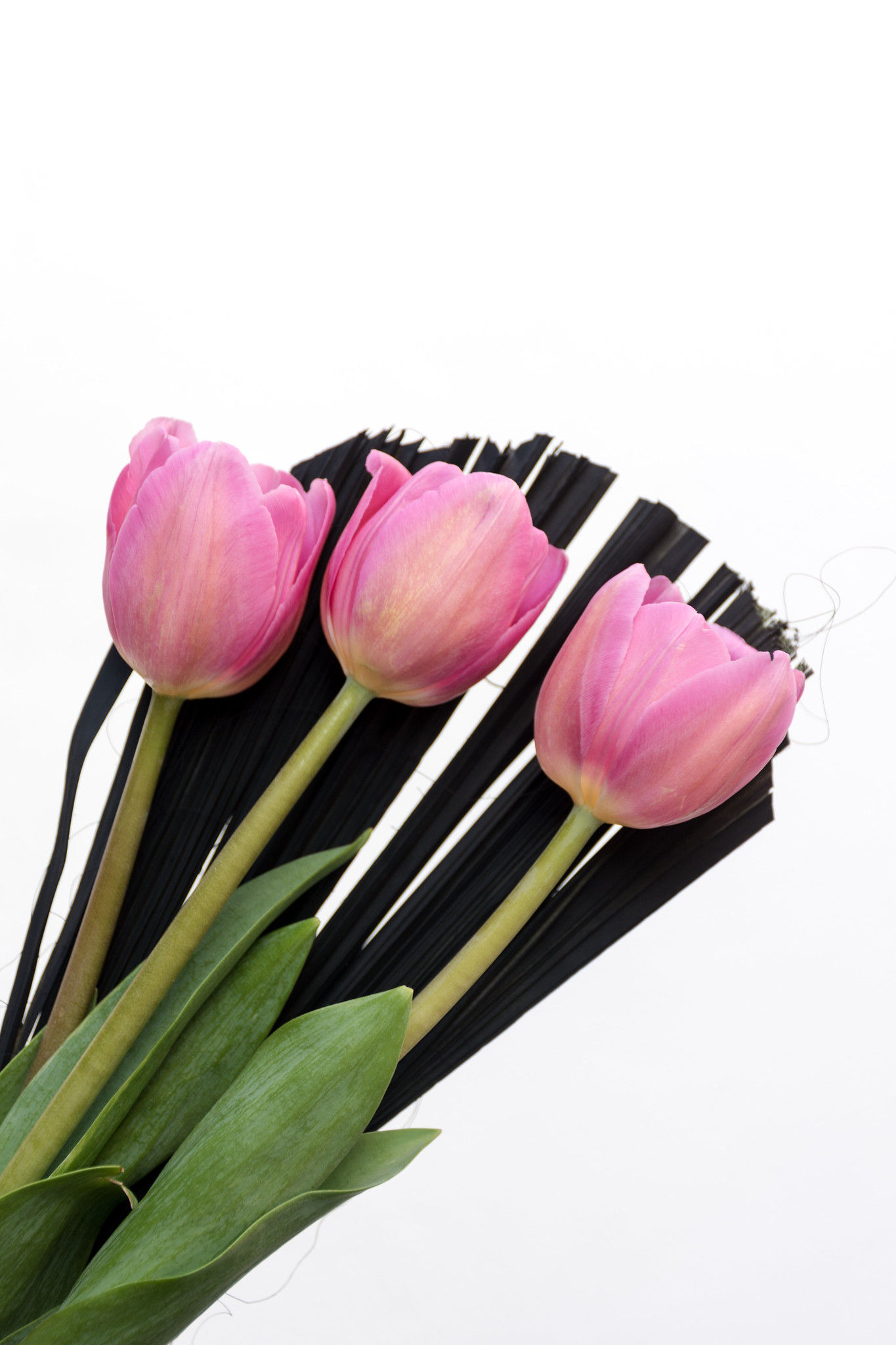 SIMPLE TULIPS